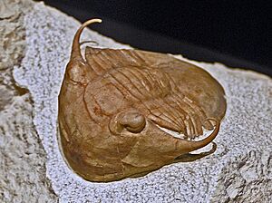 Illaenidae - Illaenus tauricornis