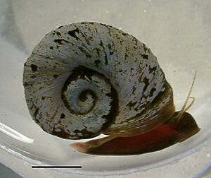 Indoplanorbis exustus.jpg