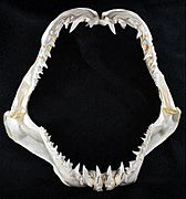 Isurus paucus jaws