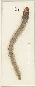 Izatha austera larva Fig 31. Plate III The butterflies full (cropped)