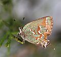 Juniper Hairstreak, Megan McCarty105