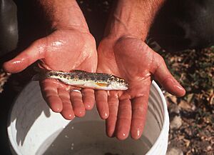 Juvenile rainbow (Oncorhynchus mykiss) collected during 2009 fish surveys of Smith Creek