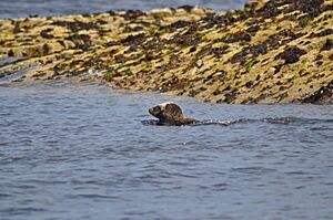 Juvenilegreysealswimmingfarneislands