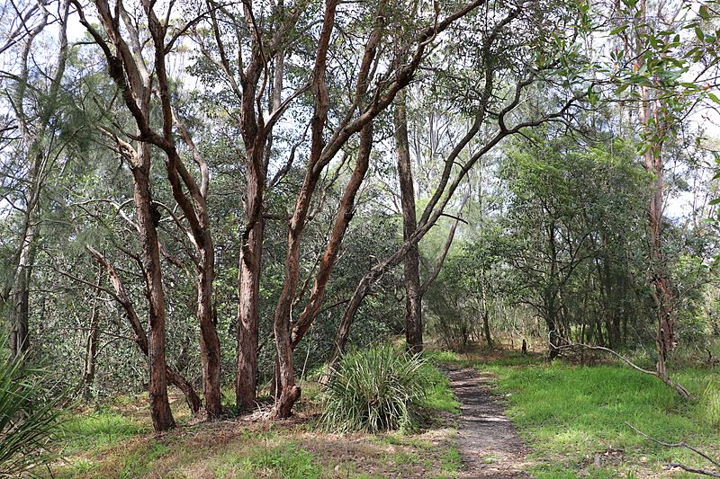 Kellys Bush regeneration