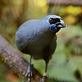 Kokako perched on a branch close-up