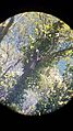 Large Lace Monitor climbing a tree