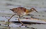 Lesser Jacana, Microparra capensis, Chobe River, Botswana.jpg