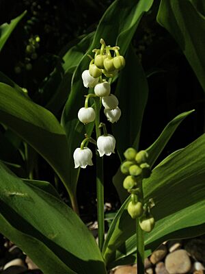 Lily-of-the-Valley (49801148398)