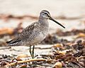 Limnodromus scolopaceus Mike Baird crop
