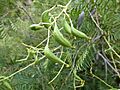 Lomatia tinctoria (fruit)
