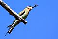 Madagascar olive bee-eater merops superciliosus