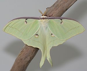 Male Luna Moth, Megan McCarty141