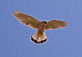 Mauritius Kestrel born in Kestrel Valley Mauritius5
