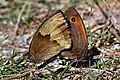 Meadow brown butterflies (Maniola jurtina) mating