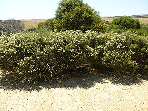 Melaleuca huttensis (habit).JPG