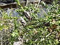 Melaleuca incana incana (fruits)