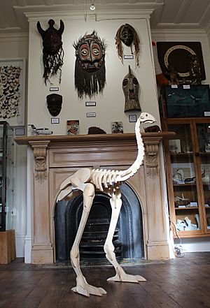Model Moa Skeleton at the Dunedin Museum of Natural Mystery (2019)