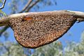 Bees almost completely cover a honeycomb suspended from a tree branch.