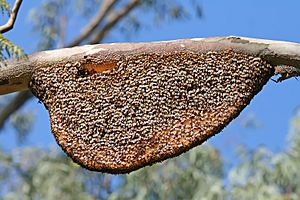 Natural Beehive and Honeycombs