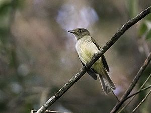 Neopelma sulphureiventer - Sulphur-bellied Tyrant-Manakin (cropped).jpg