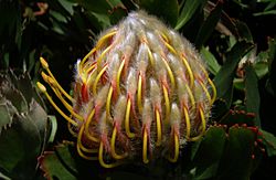 Nodding Pincushion Protea Flower Bud