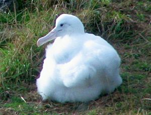 Northern Royal Albatross chick Taiaroa Head