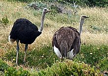 Ostriches cape point cropped