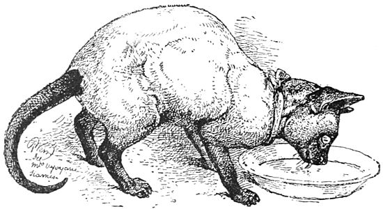 PSM V37 D108 Royal cat of siam prize winner