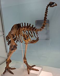 Pachyornis elephantopus Naturhistorisches Museum Basel 27102013 1