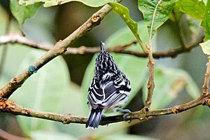 Pacific Antwren