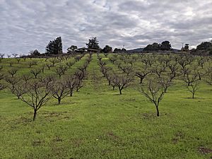 Packard apricot orchard in winter