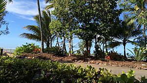 Palm Cove Queensland Tree Lined Williams Esplanade