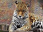 Panthera onca Colombia.JPG
