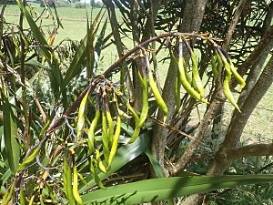 Phormium colensoi - lesser NZ flax - seed pods