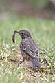 Pied Bush Chat (Saxicola caprata)