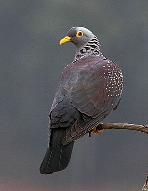Pigeon African Olive 2011 09 19 07 51 51 6049 crop.jpg