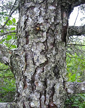 Pinus banksiana bark
