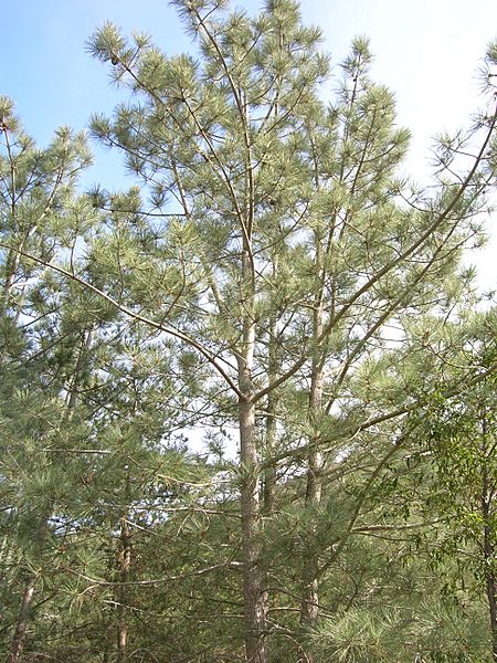 Pinus torreyana insularis tree