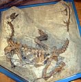 Plateosaurus MSF23