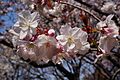 Prunus 'Taoyame' タオヤメ 2