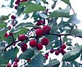 Prunus Rivularis