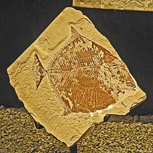 Pycnodontidae - Palaeobalistum goedeli