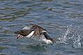 Razorbill (Alca torda) taking off