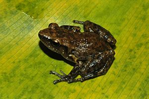 Rio Grande Chirping Frog (Eleutherodactylus cystignathoides), Liberty Co., TX, USA (30.3193°N, 94.8190°W, 21 m.) 13 April 2007