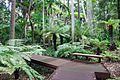 Royal Botanic Gardens Melbourne Fern Gully 2017