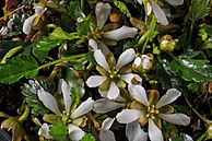 Rubus gunnianus flowers and buds