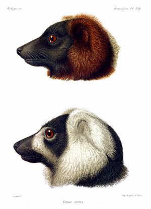 Ruffed Lemur AGrandidier 0831