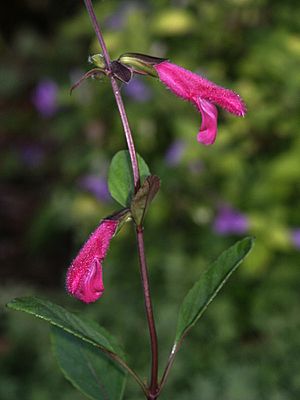 Salvia buchananii (Scott Zona) 001