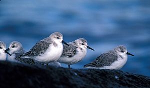 Sanderlings, Adak Island, non-breeding plumage