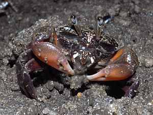 Semaphore crab-Heloecius cordiformis.JPG